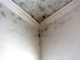 Mold Documentation for Insurance Claims in Pulaski, WI