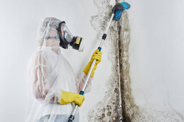 Professional Mold Removal & Remediation in Pulaski, WI